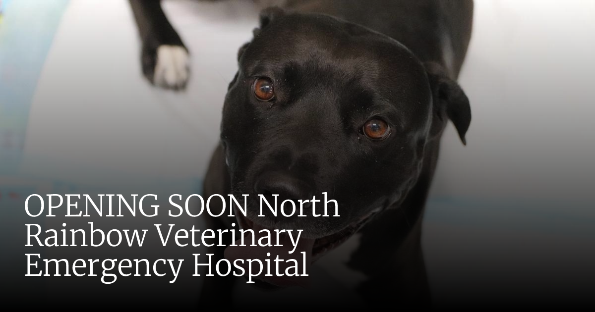 Veterinary Emergency + Critical Care North Rainbow | Greater Las Vegas