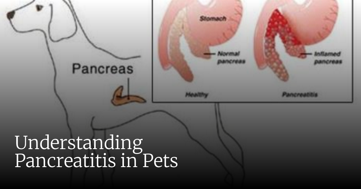 Understanding Pancreatitis in Pets | Veterinary Emergency + Critical Care