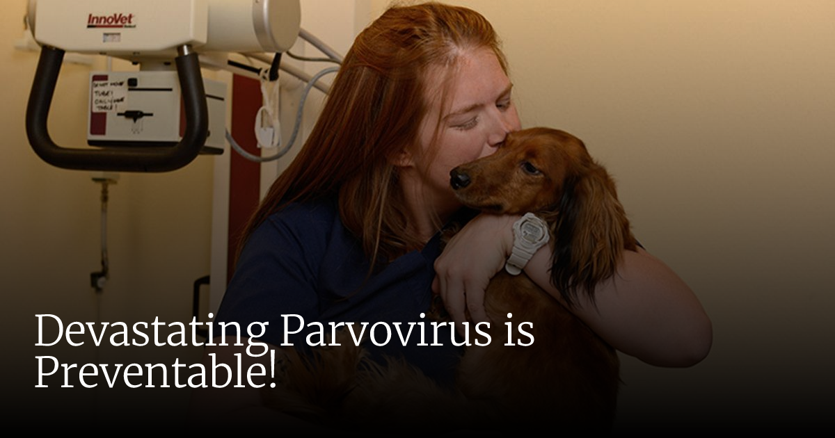 Devastating Parvovirus is Preventable! | Veterinary Emergency ...
