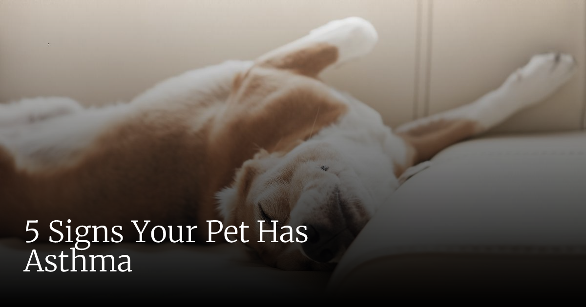 5 Signs Your Pet Has Asthma