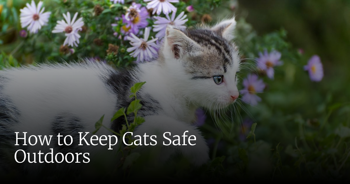 How to Keep Cats Safe Outdoors | Veterinary Emergency + Critical Care