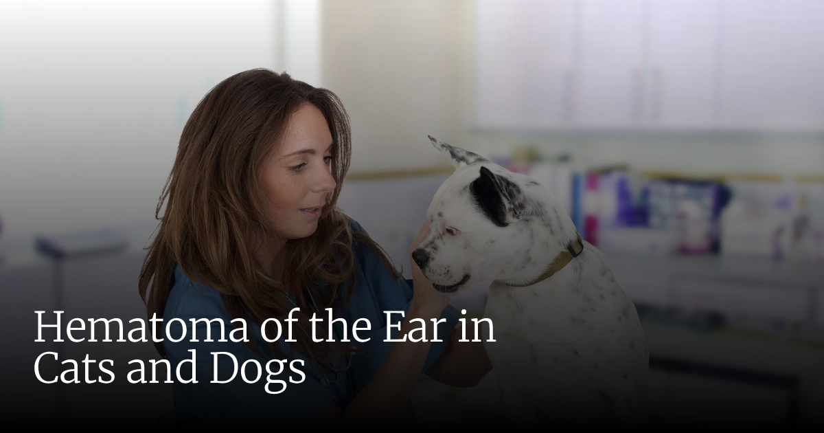 Hematoma of the Ear in Cats and Dogs | Veterinary Emergency + Critical Care