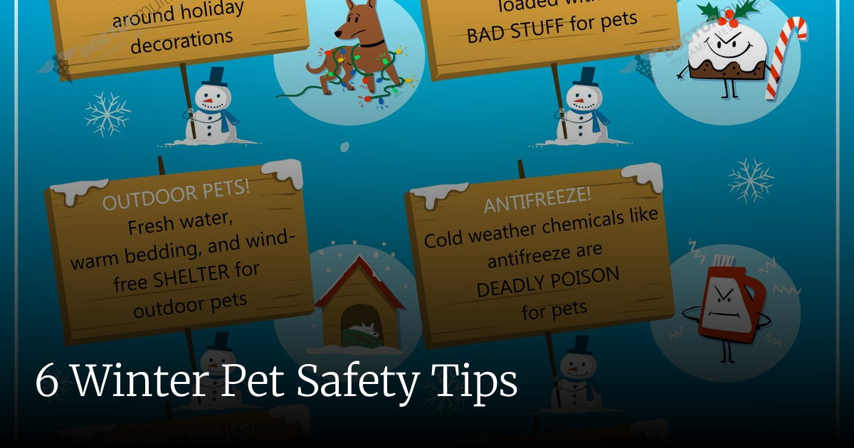 6 Winter Pet Safety Tips | Veterinary Emergency + Critical Care