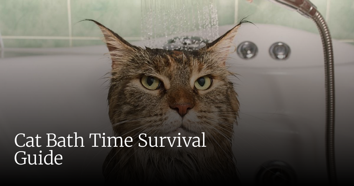 How Do You Wash a Cat: Expert Tips Revealed