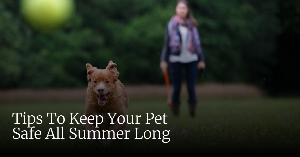 Tips To Keep Your Pet Safe All Summer Long | Veterinary Emergency ...