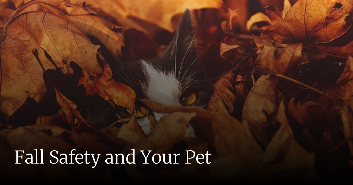 Fall Safety and Your Pet | Veterinary Emergency + Critical Care
