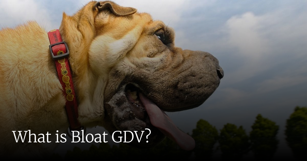 What is Bloat GDV? | Veterinary Emergency + Critical Care