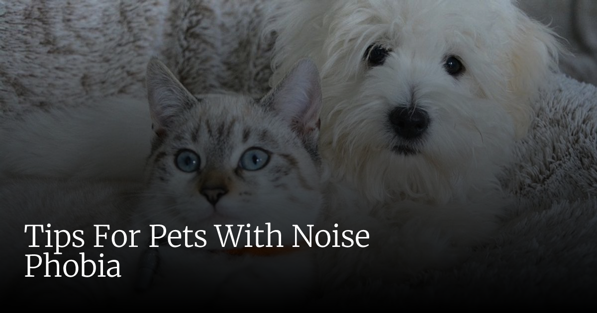 Tips For Pets With Noise Phobia | Veterinary Emergency + Critical Care